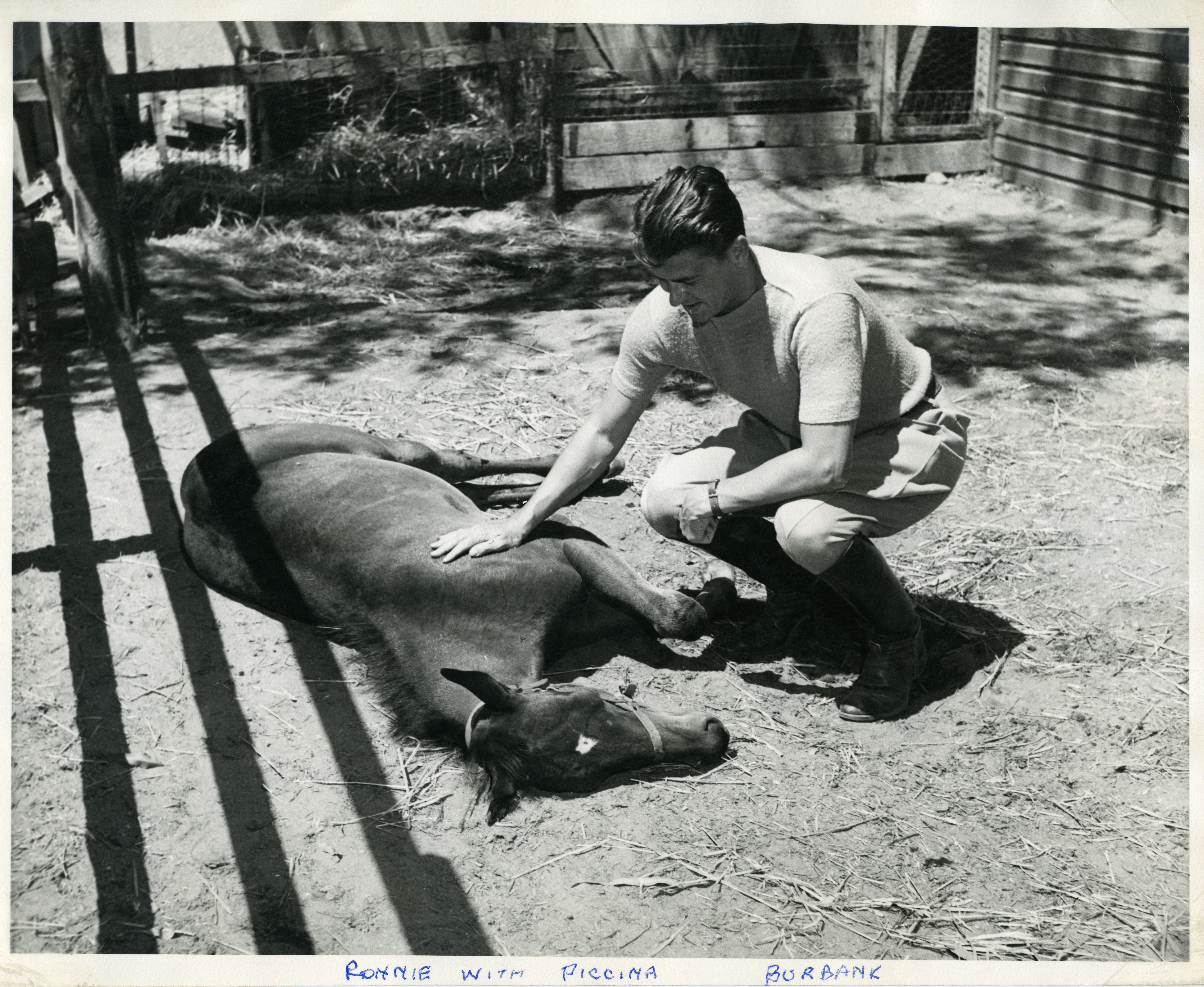 Ronald Reagan with Colt, young horse “Piccina” at Burbank